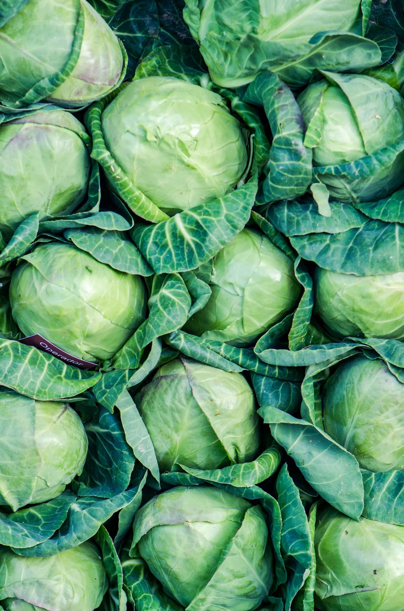 Verse groene kolen, een ingrediënt voor zelfgemaakte zuurkool