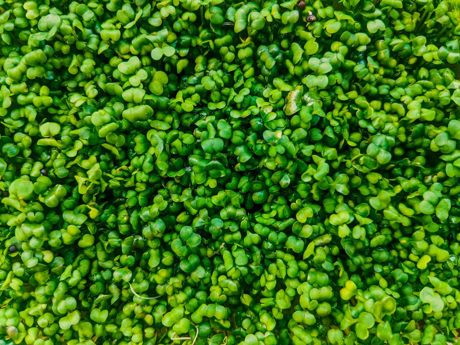 Gedroogde groene spliterwten voor een klassieke erwtensoep